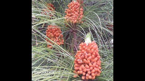 Look Red PineCones .