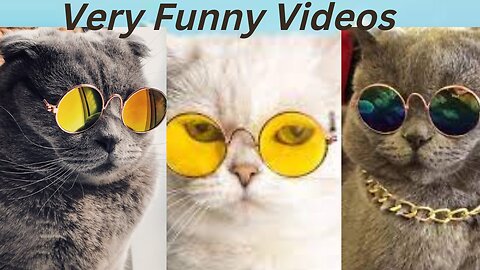 Funny Dog Videos