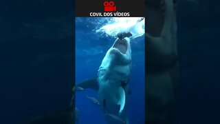 tubarão em câmera lenta