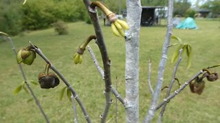 BACK YARD HOME STEAD (Paw Paw)