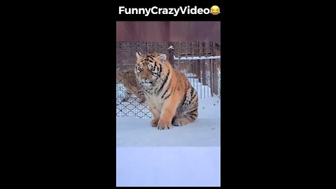 Mr FunnyCrazyVideo😂 Just Incredible Video Funny and Crazy #Like Follow for Follow 🥰