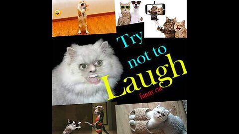 Funny cats videos ever 2023🐱 Enjoy 😍 😍 😍