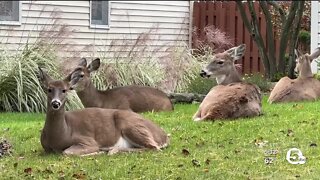 Parma Heights to move forward with deer culling program in 2023