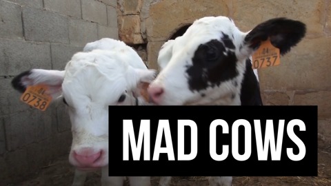 Joke: Mad Cows