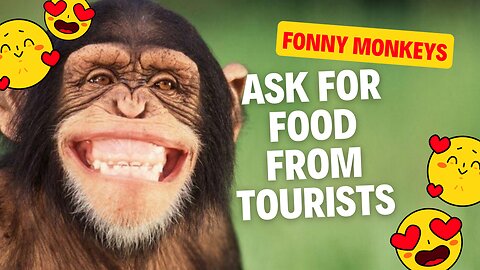 Funny Monkey politely asks tourists for food in Azrou, Morocco