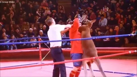 🥊 Man vs. Kangaroo Boxing Showdown - A Hilarious Battle of Strength and Wit! 🦘🥊