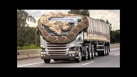 Giant Python Attacking and Catching Dangerous Snakes