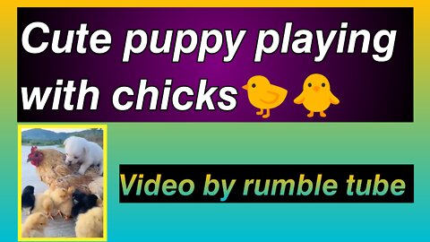 Cute puppy | playing with chicks🐤🐥 | #Cute #Entertainment #funny #trending #dog #chicks