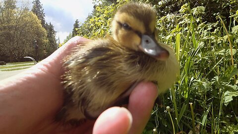 Helping Lost Baby Duckling