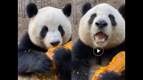 The giant panda is eating a pumpkin