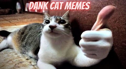 Dankest Cat Memes Compilation Nr. 1