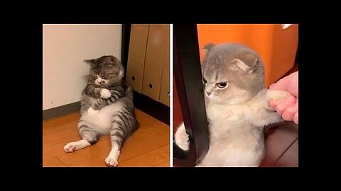 Hungry Kittens Want Food | Funny Videos | the dodo