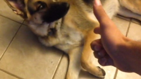 German Shepherd dramatically plays dead for the camera