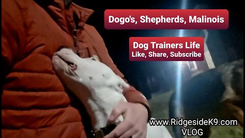 VLOG - Dog Trainer Life. German Shepherd, Dogo Argentino, Belgian Malinois