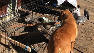 Training dog not to worry about birds. Putting injured guinea fowl into outdoor cage