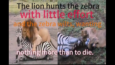 The lion hunts the zebra 🦓