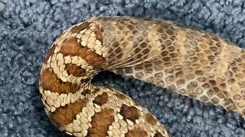 Western Hognose Snake Shedding (Klatuu)