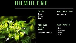 Cannabis & Beer 1 Fermented 1 Perfected, Pick Your Poison - Terpene Commonality In Beer & Weed