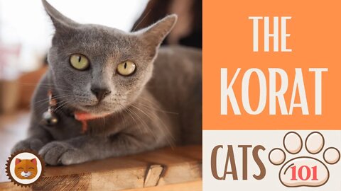 🐱 Cats 101 🐱 KORAT CAT - Top Cat Facts about the KORAT