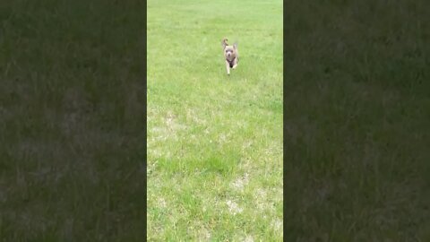 Slow-Mo running in the park