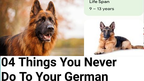 04 Things You Never Do To Your German Shepherd
