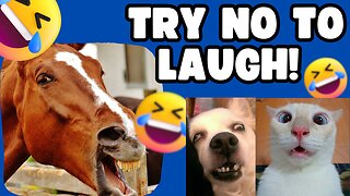 Funny vídeo of Animals