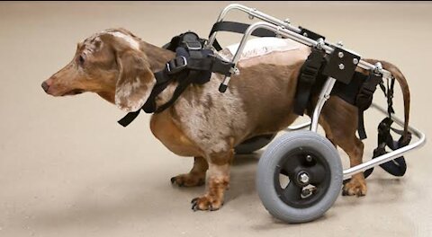 Saving Dogs with Spinal Cord Injuries - No Audio