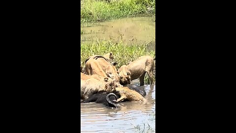 Breakfast time #wildlifemagictv #wildlife #wild #nature #animals #animalslovers #wildlifelovers