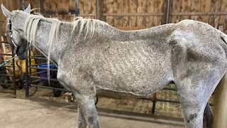 Portage County APL needs your help caring for 6 malnourished, neglected horses