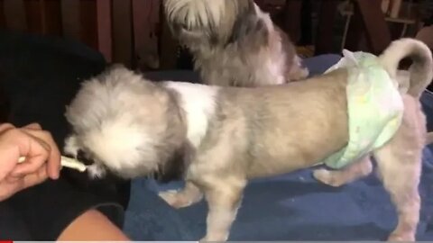 My Shih Tzu Puppies Dessert time