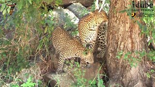 Leopard And Cub - Life Outside The Bushcamp - 30: On Patrol