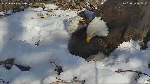 Hays Eagles Mom bulldozes Dad off eggs to incubate on a snowy nest 2022 03 13 10:00am