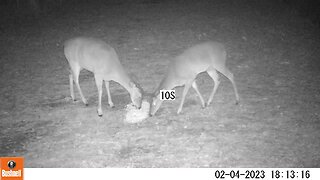 Bushnell Deer Camera Deer Eating Corn Part 6