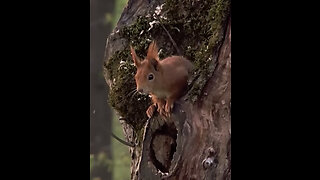 WATCH!!! Mama Squirrel gives birth to a litter of adorable babies