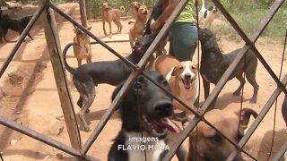 Dificuldade financeira: associação ''Doce Lar'' precisa de ajuda para continuar com o trabalho