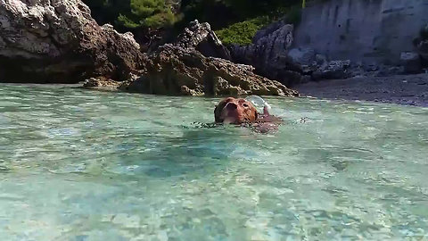 Pit Bull Diesel , Beautiful Albanian Beach