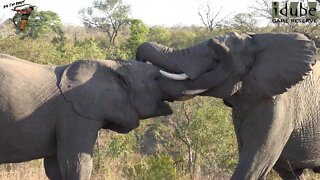 Young Elephant Bulls Play-Fight