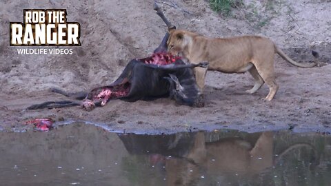 Lioness With Gnu Meal | Maasai Mara Safari | Zebra Plains