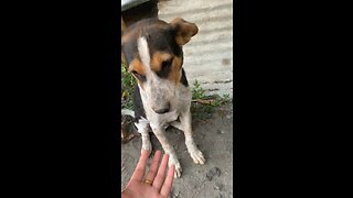 Playing with cute dog