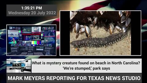 What is mystery creature found on beach in North Carolina? ‘We’re stumped,’ Park Says