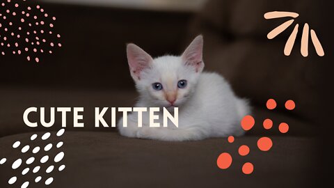 Cute Kitten Videos