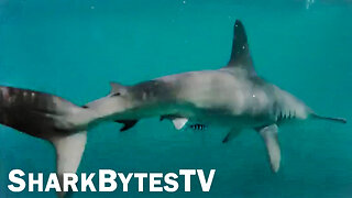 Submarine Shark Caught on Video - Shark Bytes TV Episode 13 - The Great Hammerhead