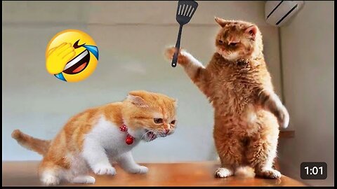 Cat 🐈 funny video full 🤣 Entertainment Don't Try Laughing 🤣