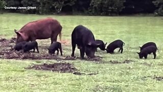 Sun City Center community being overrun with wild hogs, neighbors say