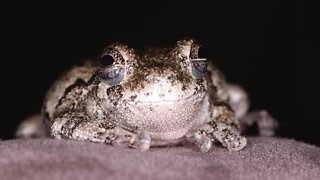 Frog chorus