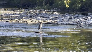 Great blue Heron