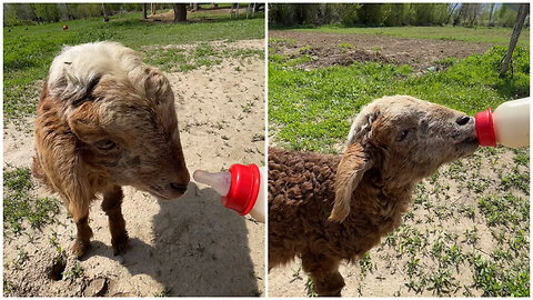 A newborn sheep, drinking milk