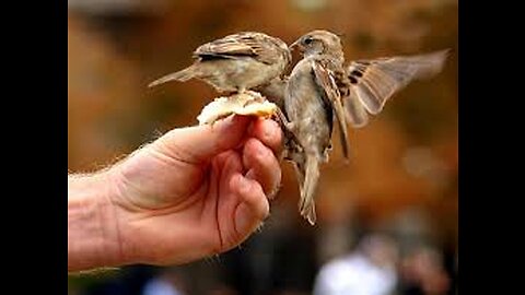 hand feeding birds