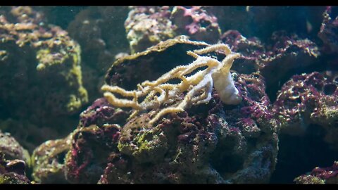 Living ocean floor with sea creatures