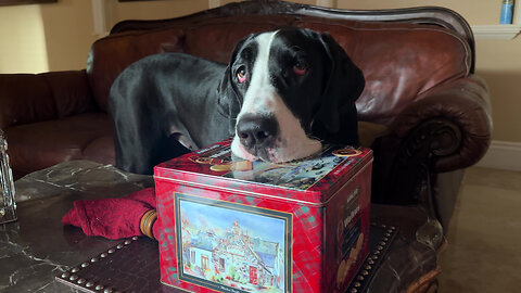 Funny Floppy Great Dane Lips Stick To Cookie Tin & Sofa Arm